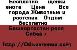 Бесплатно !!! щенки енота!! › Цена ­ 1 - Все города Животные и растения » Отдам бесплатно   . Башкортостан респ.,Сибай г.